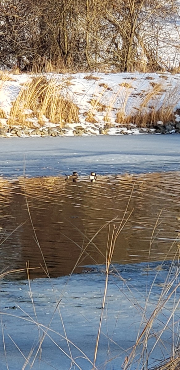 מרגון מקושט - ML304550381
