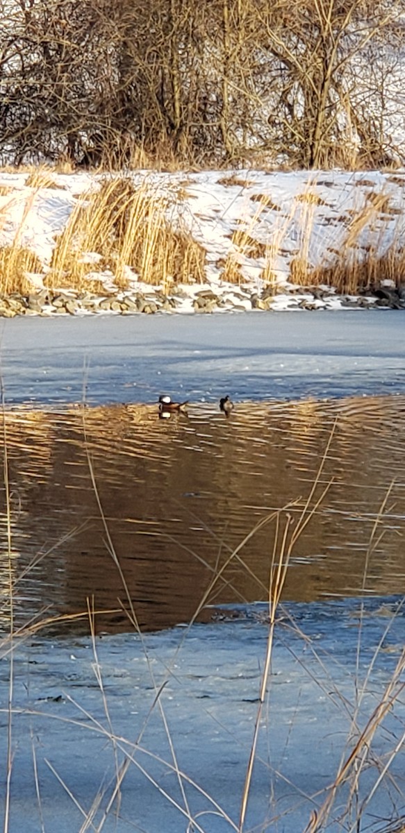מרגון מקושט - ML304550391