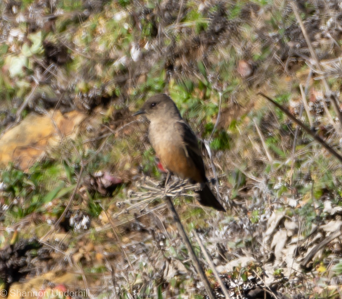 Say's Phoebe - Shannon Underhill