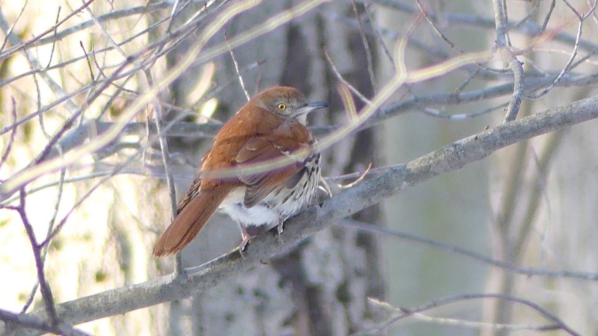 Brown Thrasher - ML304553201