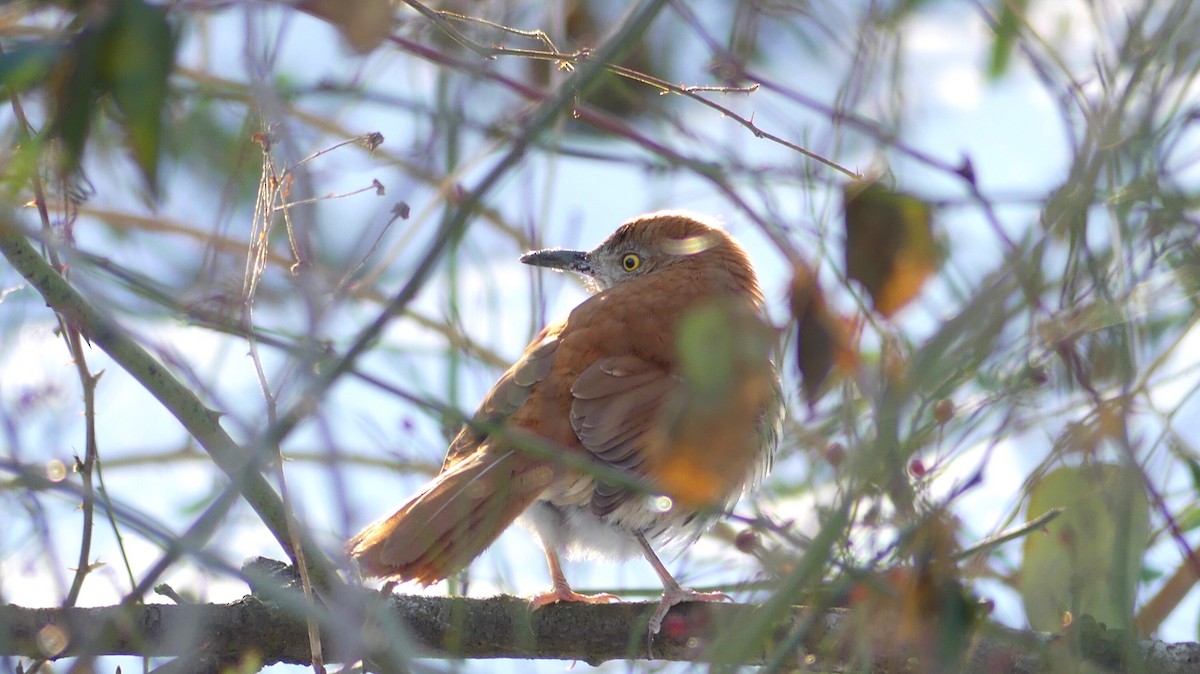 Brown Thrasher - ML304553221