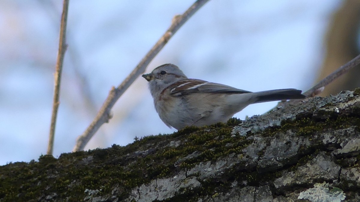 American Tree Sparrow - ML304553591