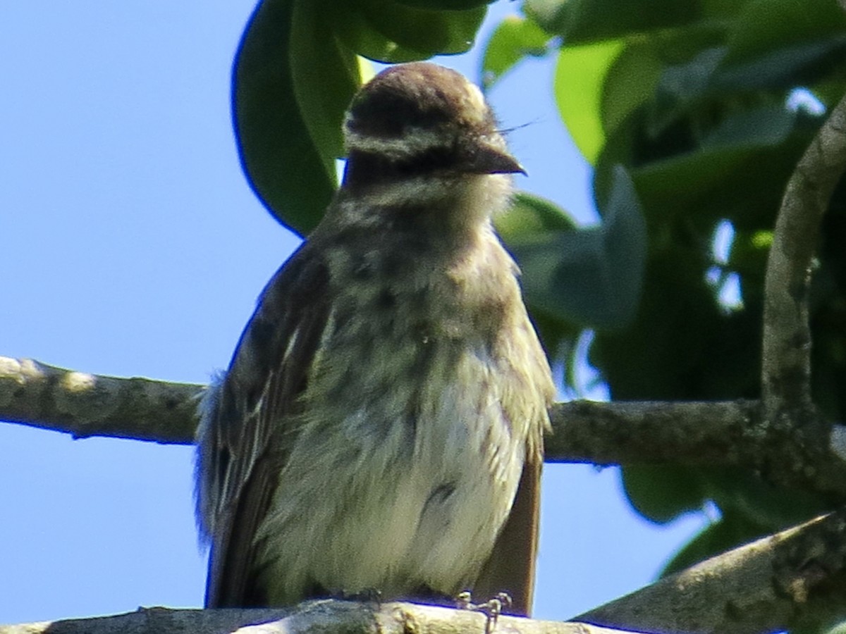 Variegated Flycatcher - ML304554601