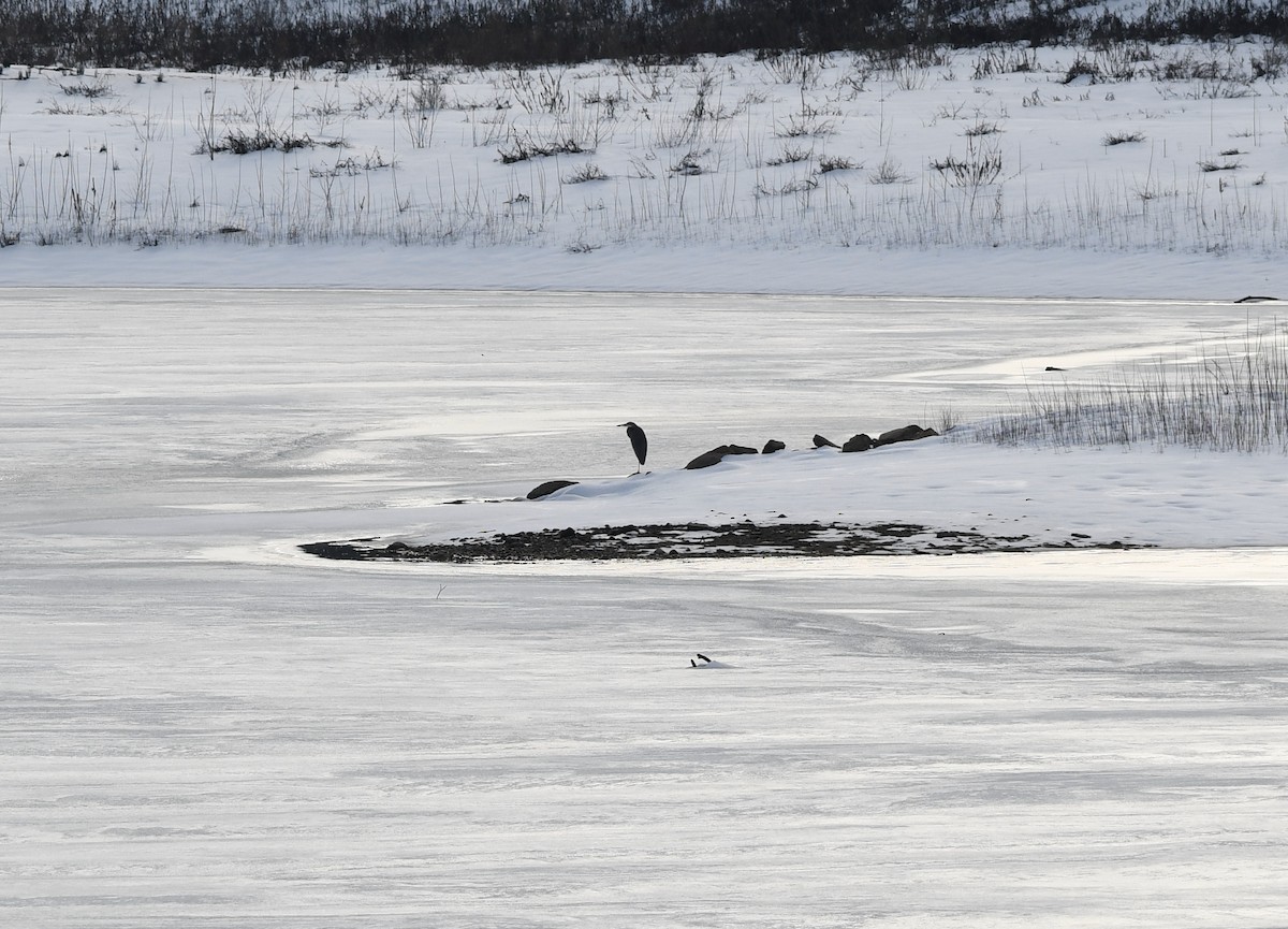 Great Blue Heron - ML304554941