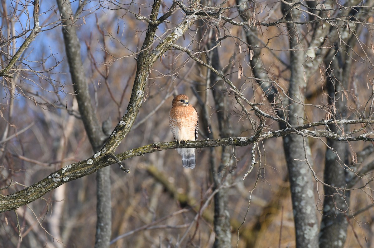 Red-shouldered Hawk - ML304555381