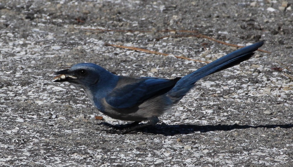 Florida Scrub-Jay - ML304556341