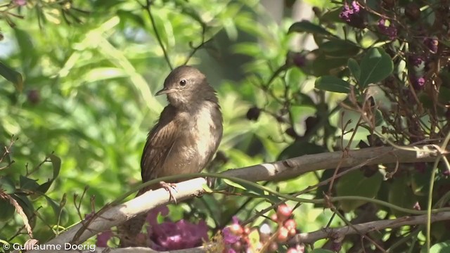 House Wren - ML304556871