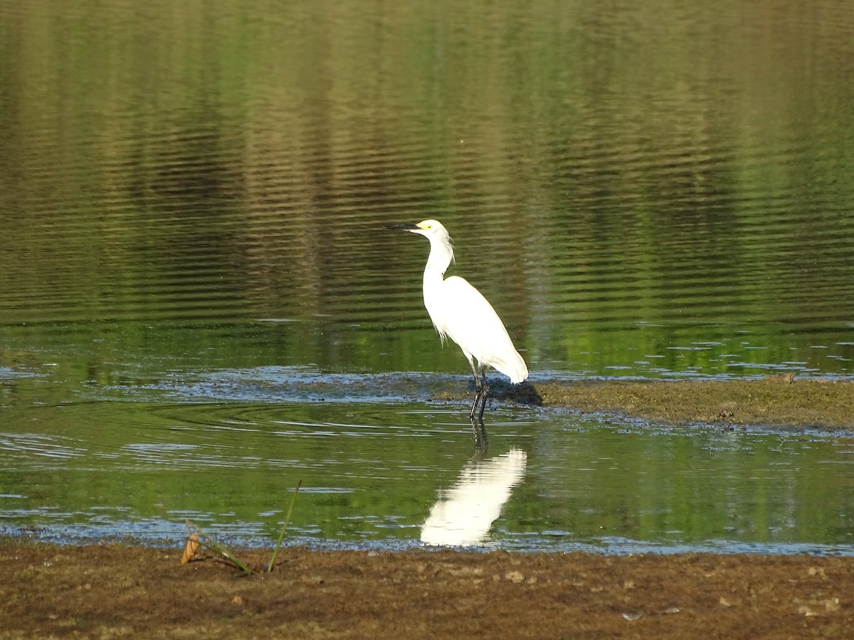 Snowy Egret - ML304557391