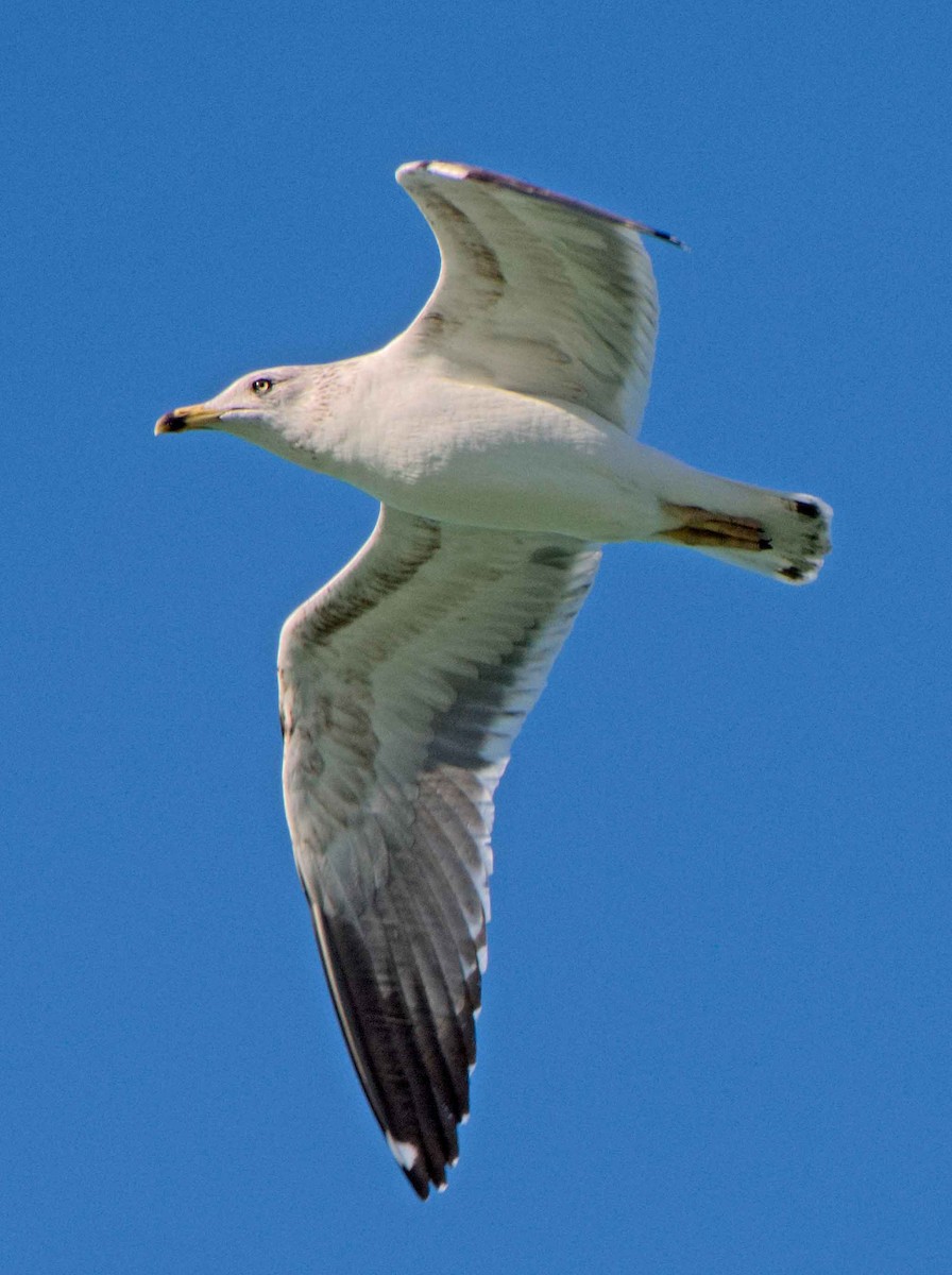 Ring-billed Gull - ML304558521