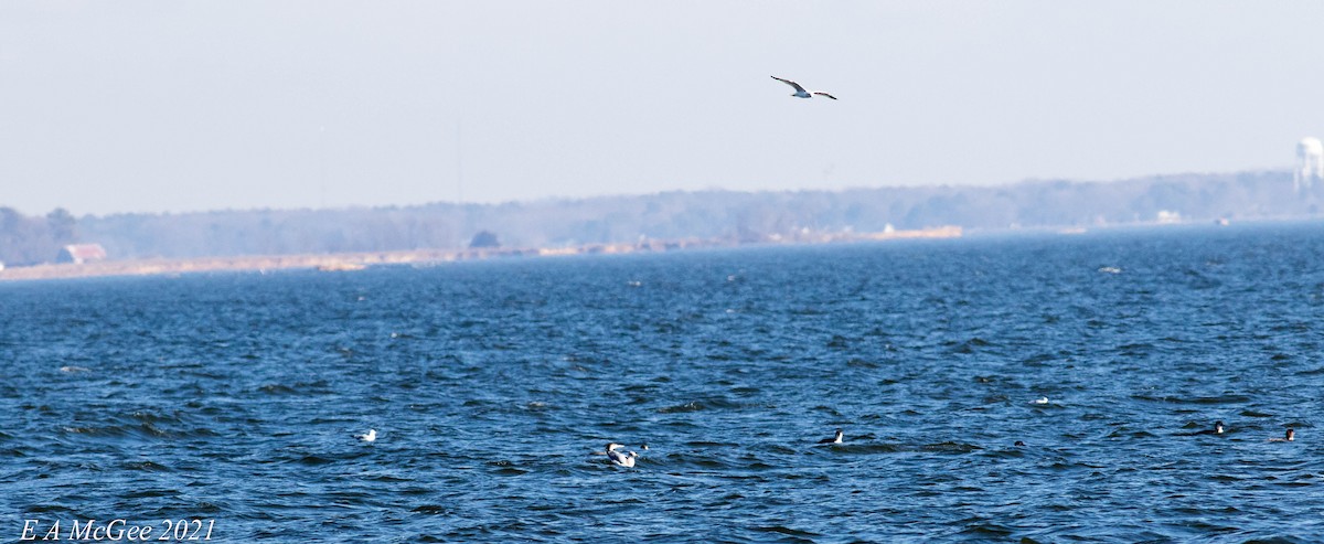 Common Loon - ML304558891