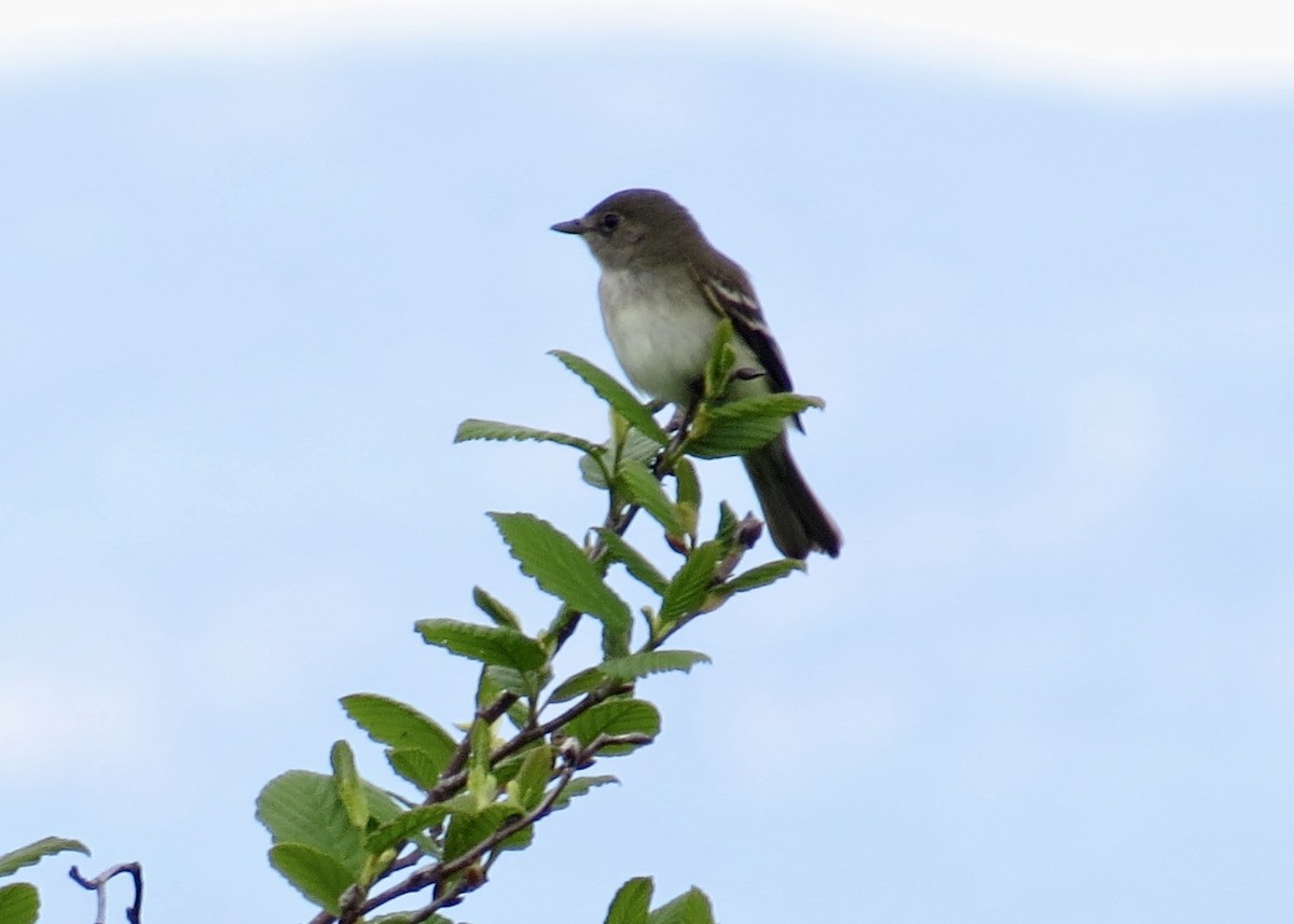 Alder Flycatcher - ML304560081