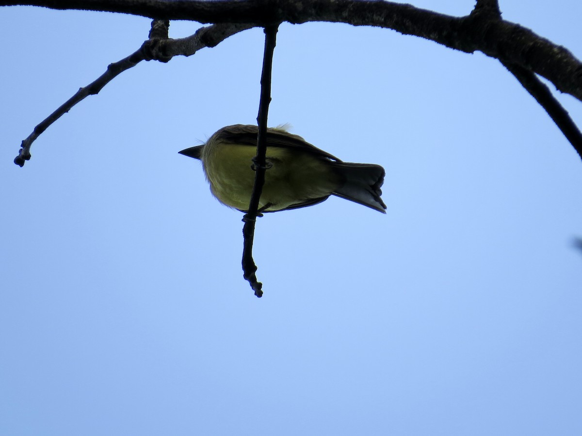 Tropical Kingbird - ML304562351