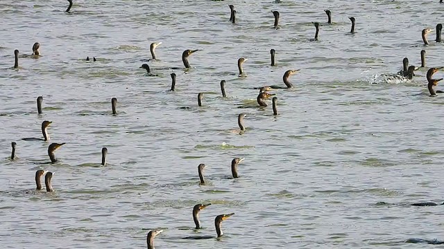 Double-crested Cormorant - ML304562531