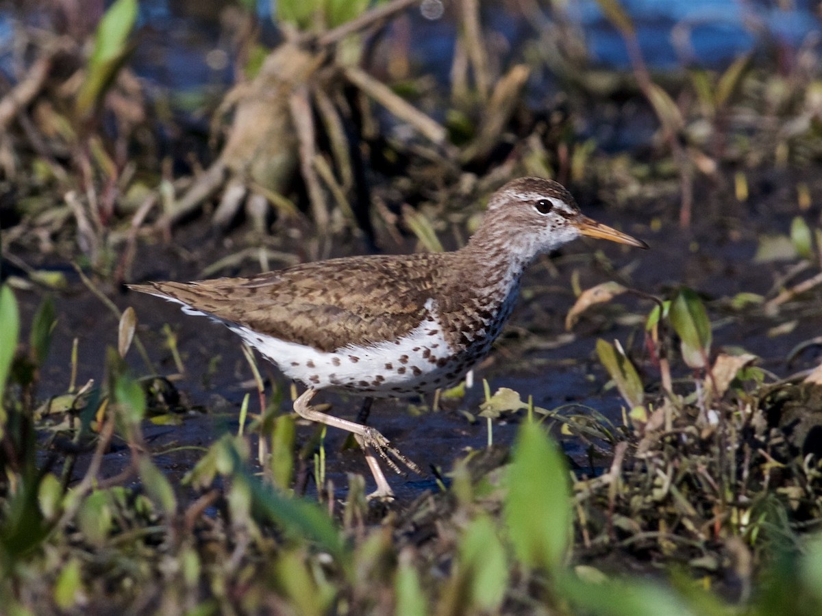 Spotted Sandpiper - Jack & Holly Bartholmai