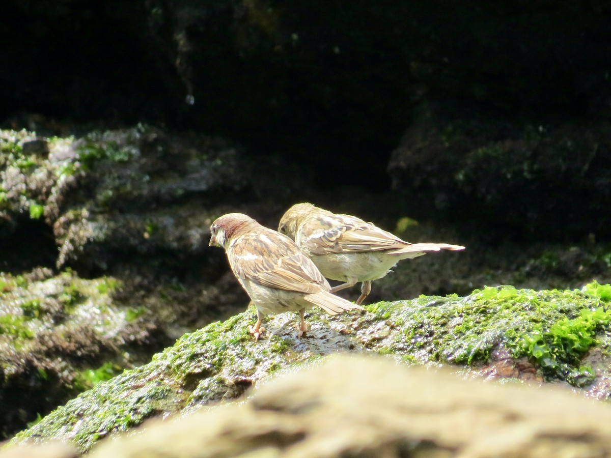 Moineau domestique - ML304562761