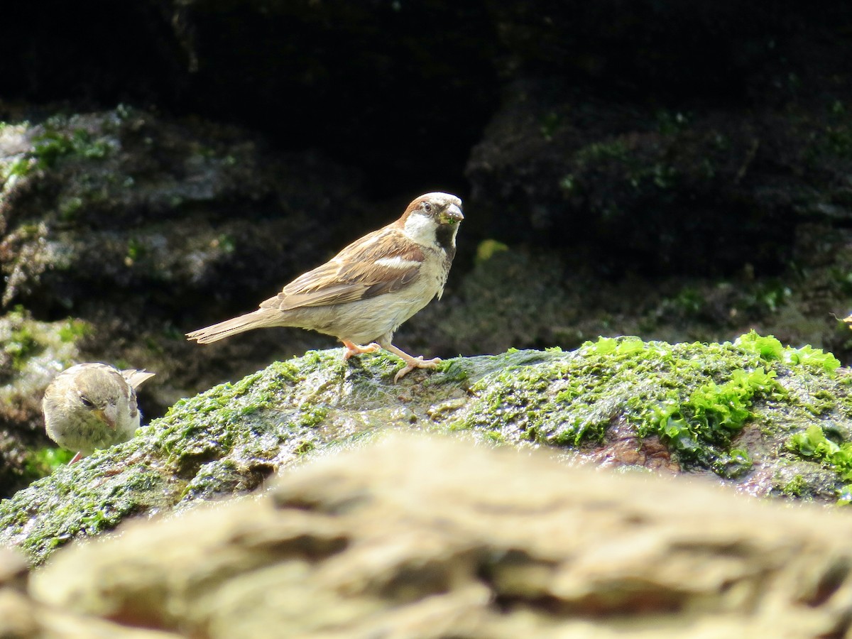 House Sparrow - ML304562821