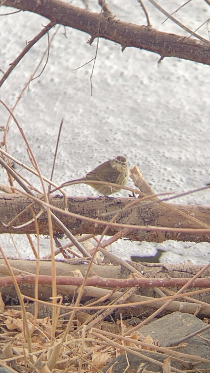 Palm Warbler (Western) - ML304567661