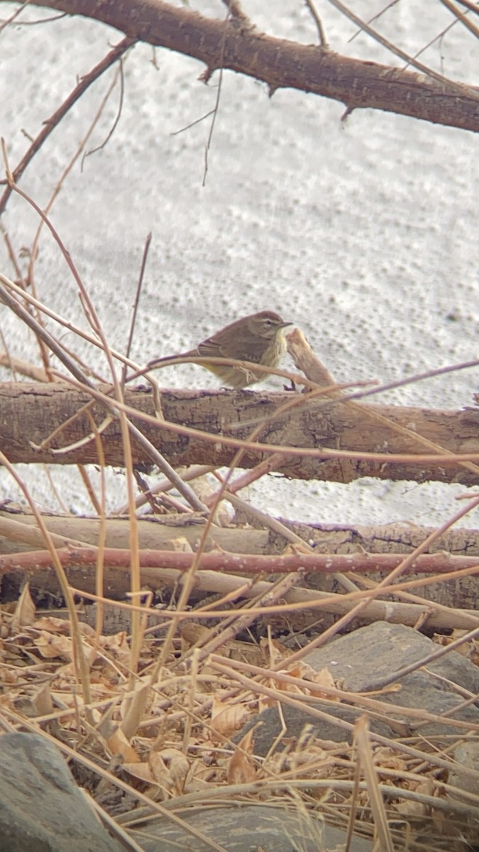 Palm Warbler (Western) - ML304567671