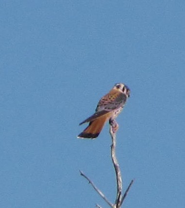 American Kestrel - ML30456831