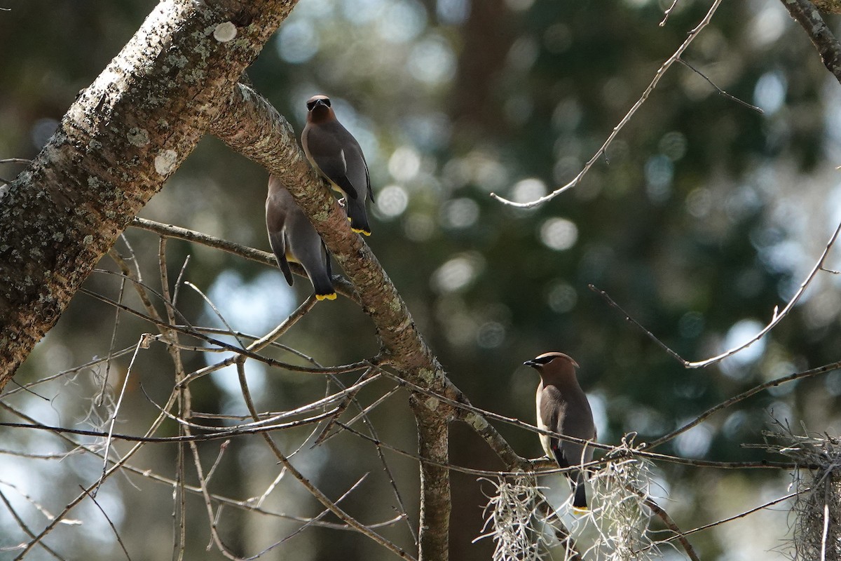 Cedar Waxwing - ML304568591