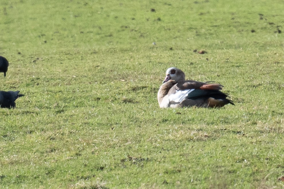 Egyptian Goose - ML304569911