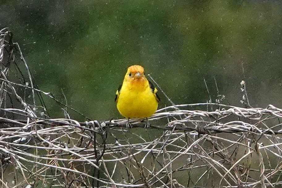 Western Tanager - ML304569941