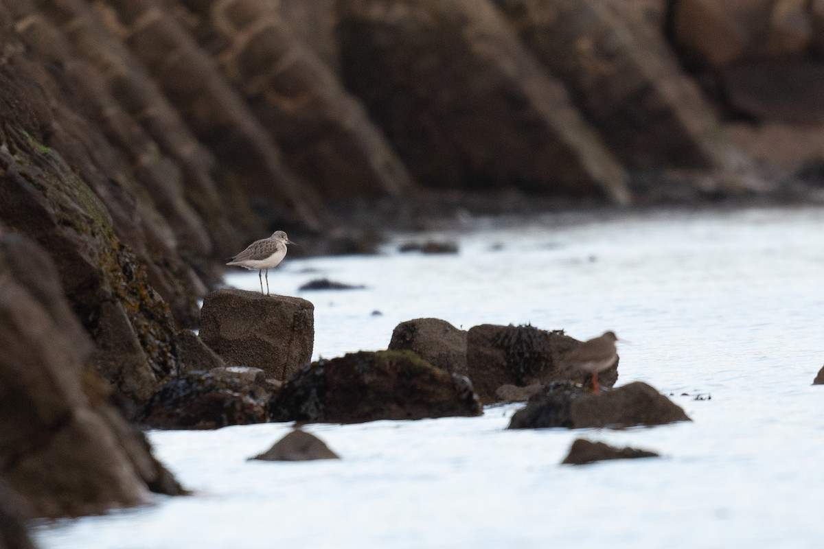 Common Greenshank - ML304569951