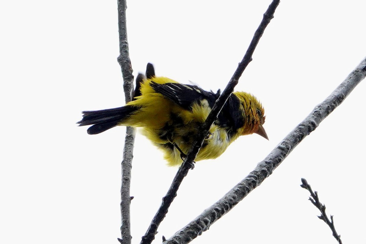 Western Tanager - ML304570061