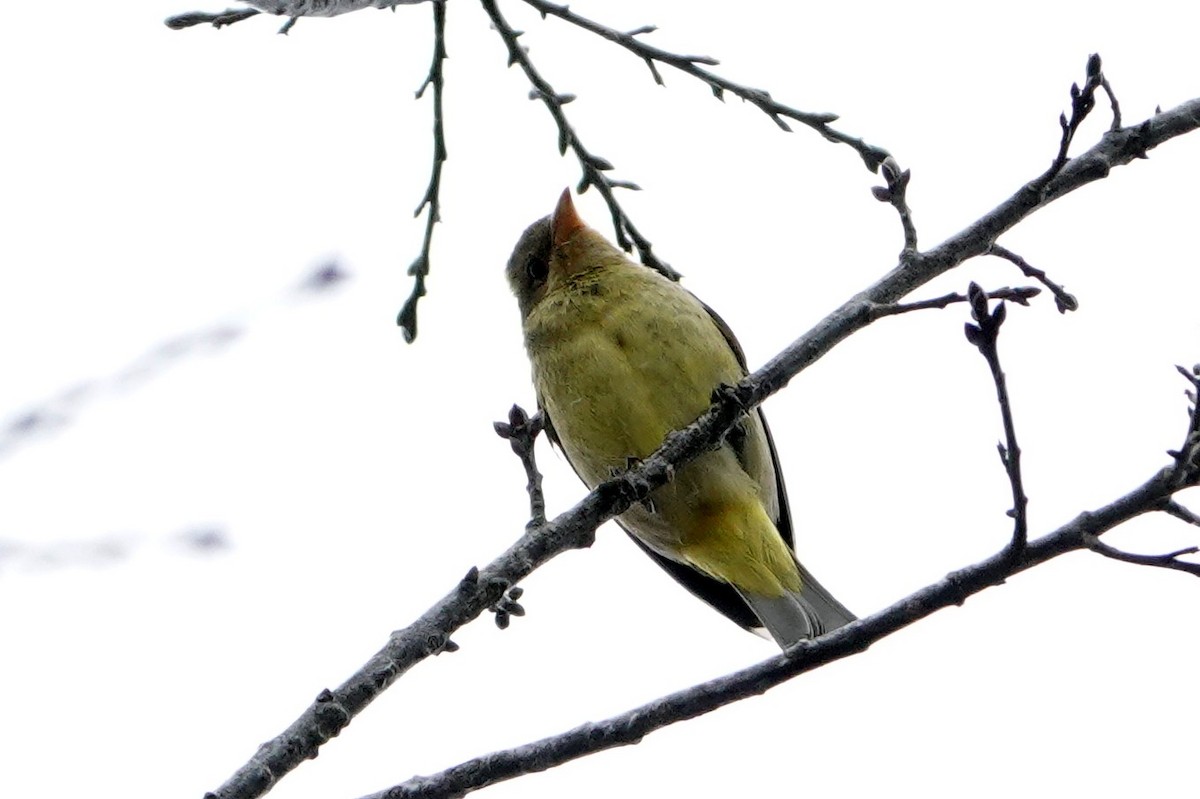 Western Tanager - ML304570071
