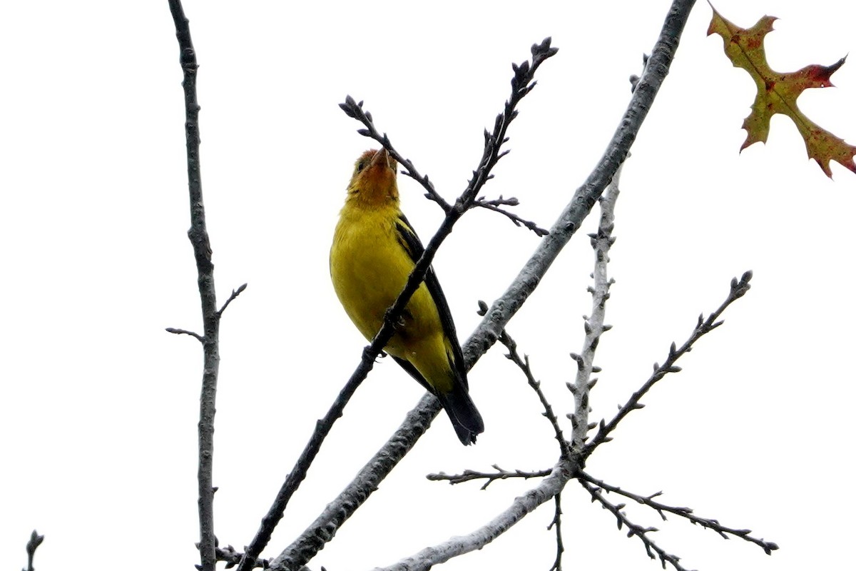 Western Tanager - ML304570141