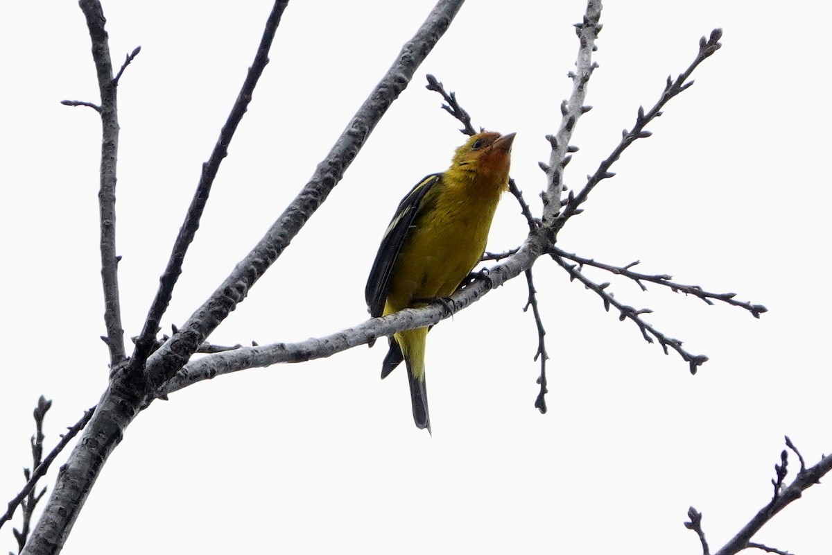 Western Tanager - ML304570161