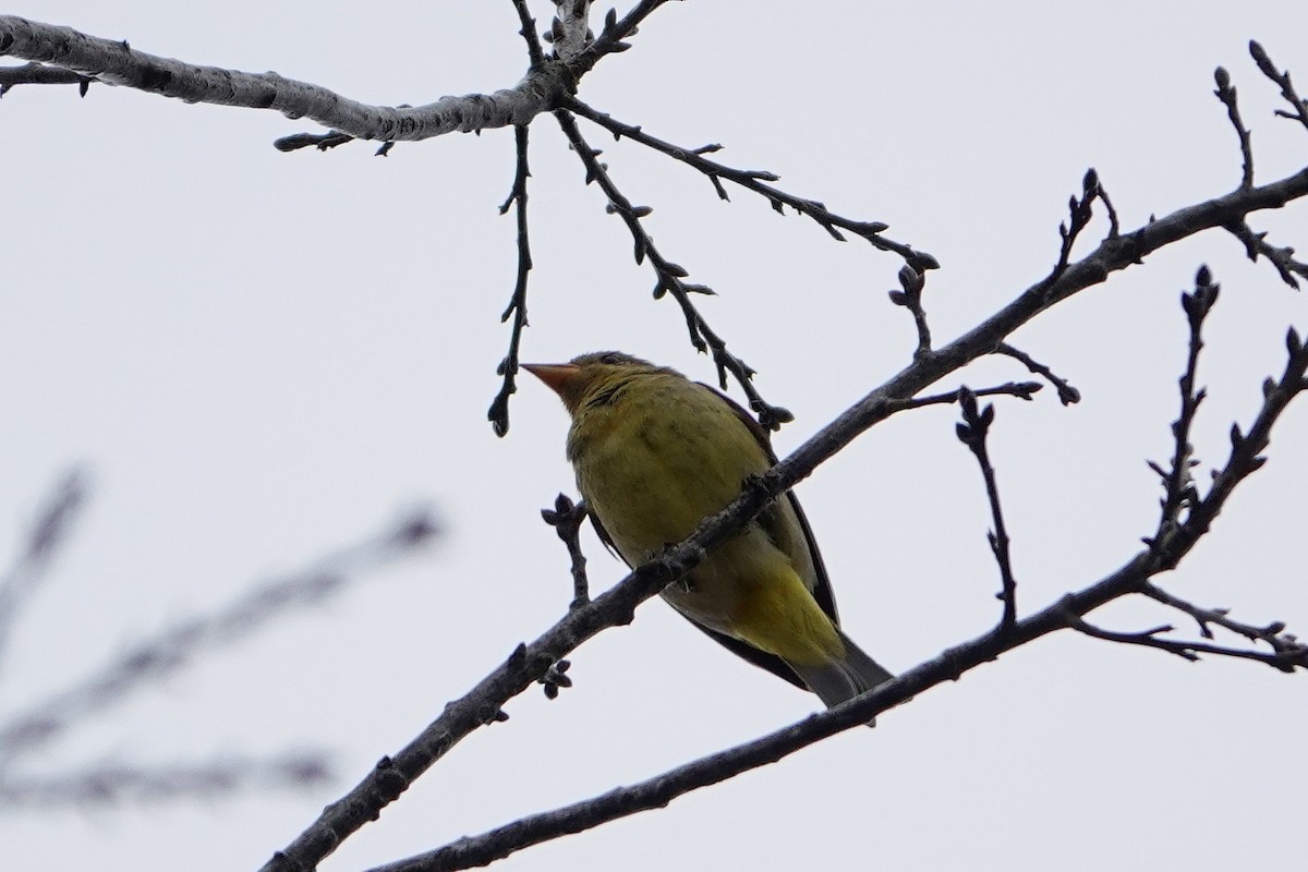 Western Tanager - ML304570241