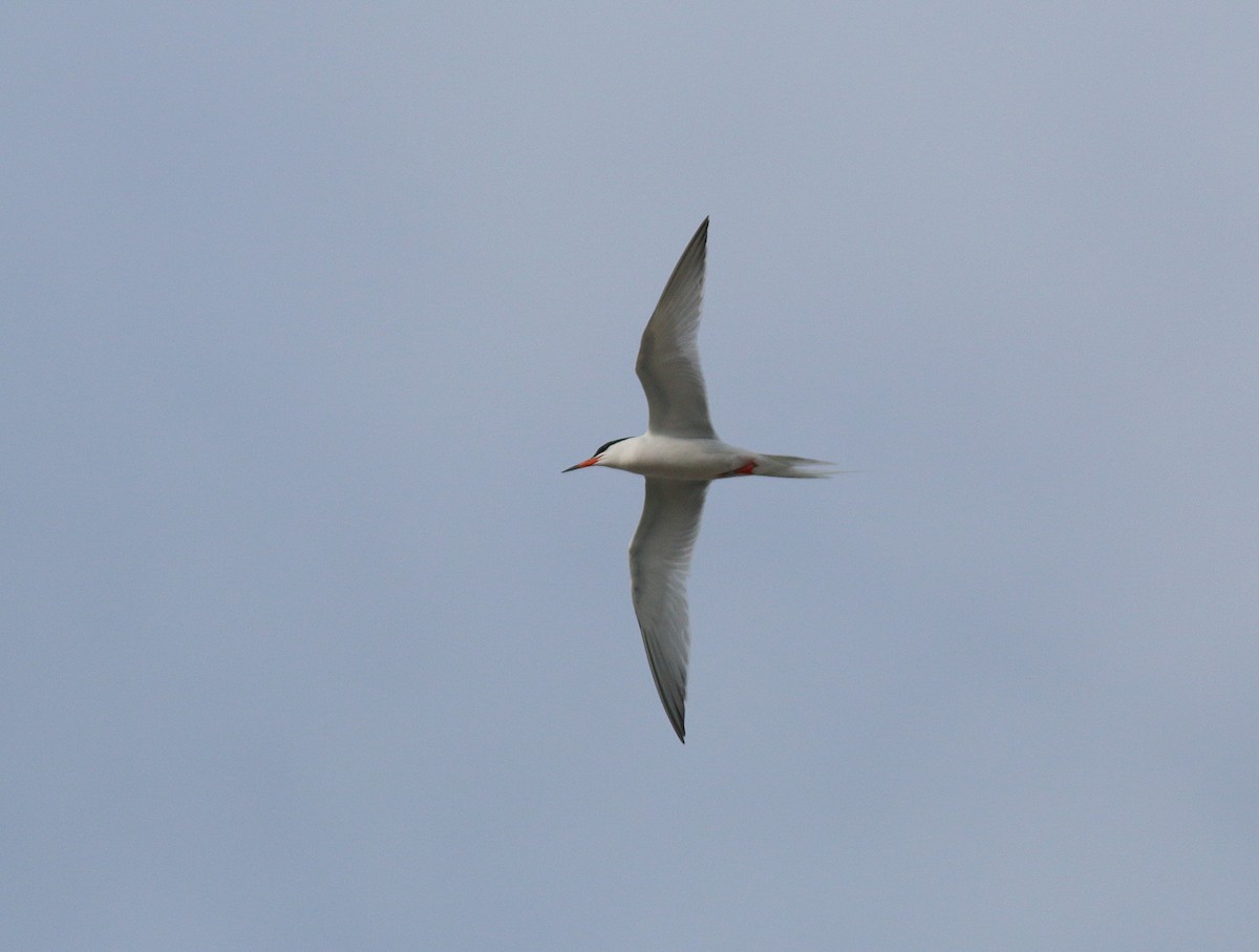 Roseate Tern - ML30457241