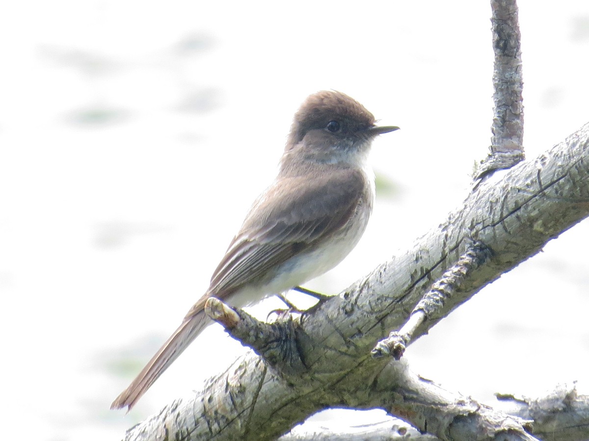 Eastern Phoebe - ML30457251