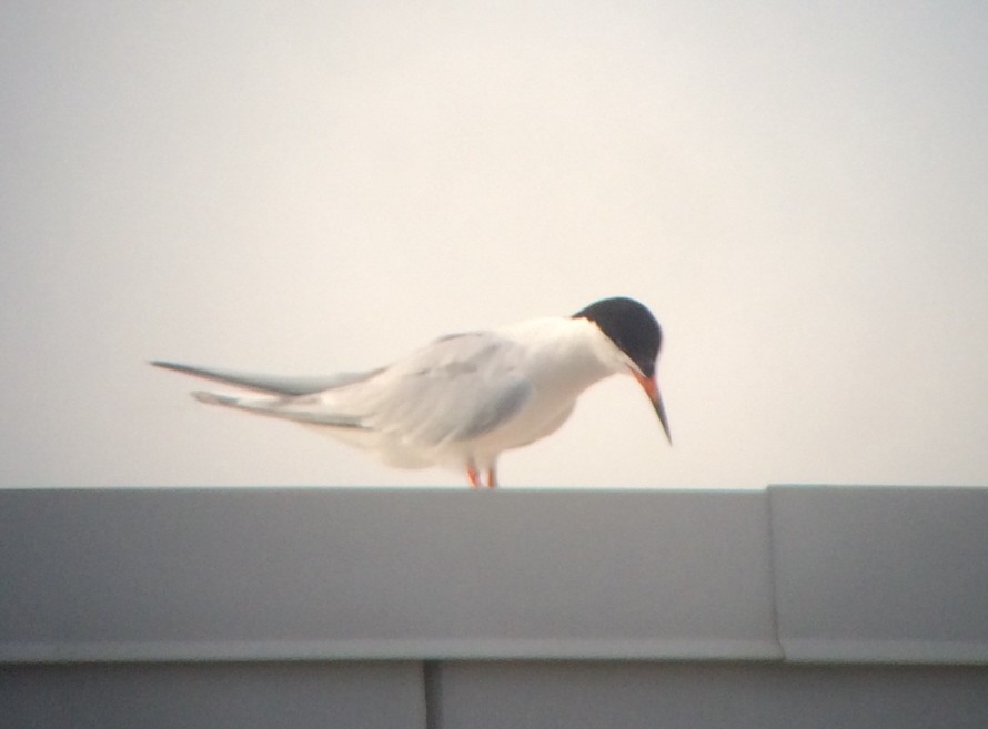 Roseate Tern - ML30457261