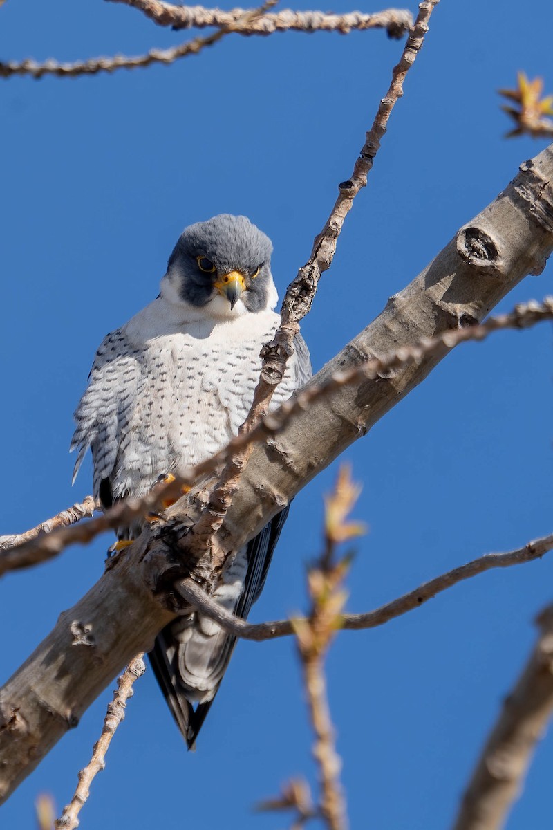 Peregrine Falcon - Michael & Ellen LAM