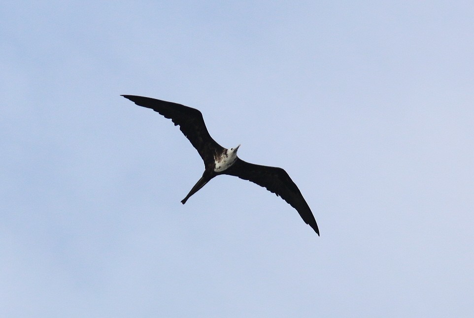 Magnificent Frigatebird - ML30457321