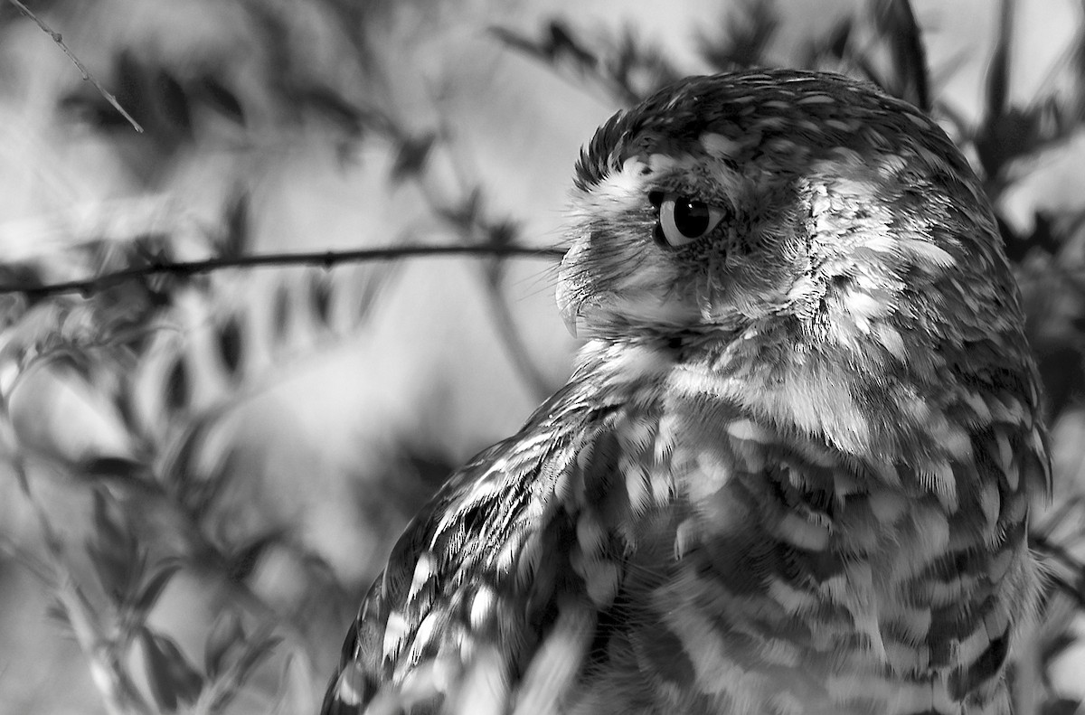 Burrowing Owl - Williams Daniel Nuñez