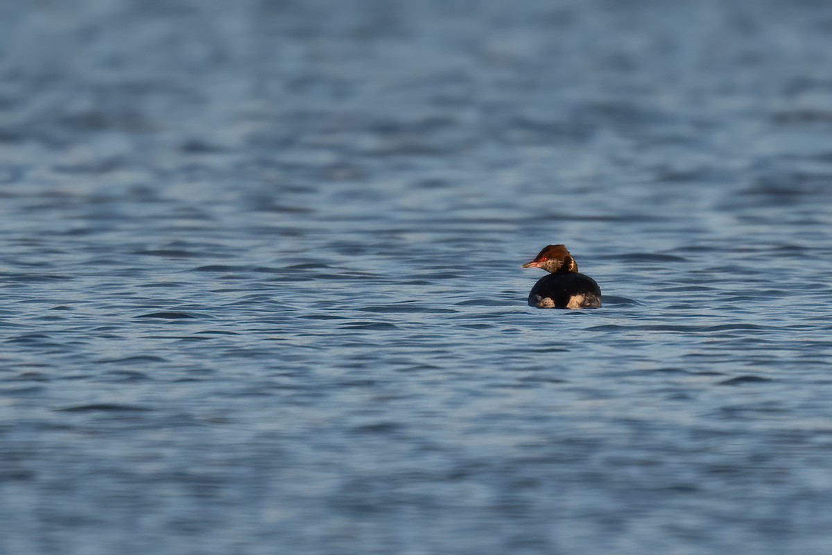 Horned Grebe - Ben  Lucking