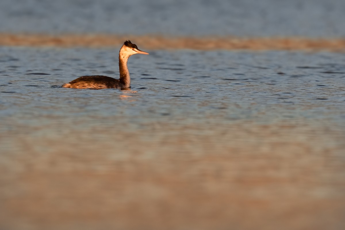 Great Crested Grebe - Ben  Lucking