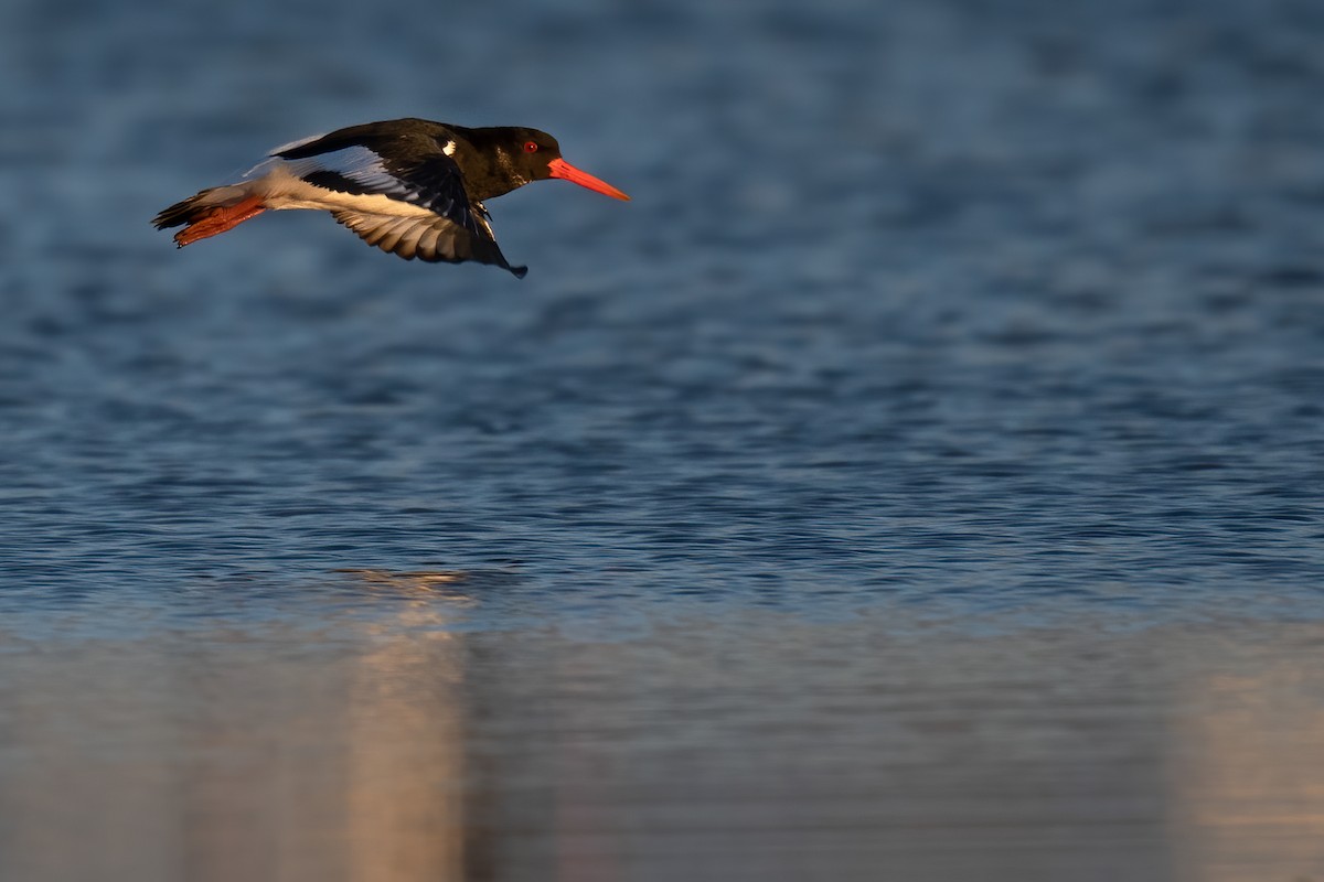 Eurasian Oystercatcher - ML304576011