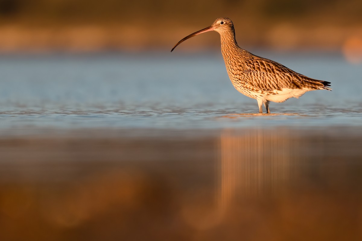 Eurasian Curlew - ML304576191