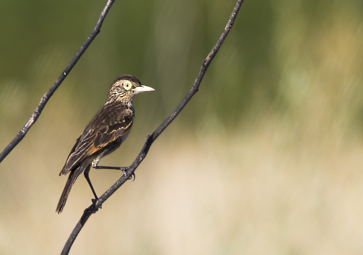 Spectacled Tyrant - Williams Daniel Nuñez