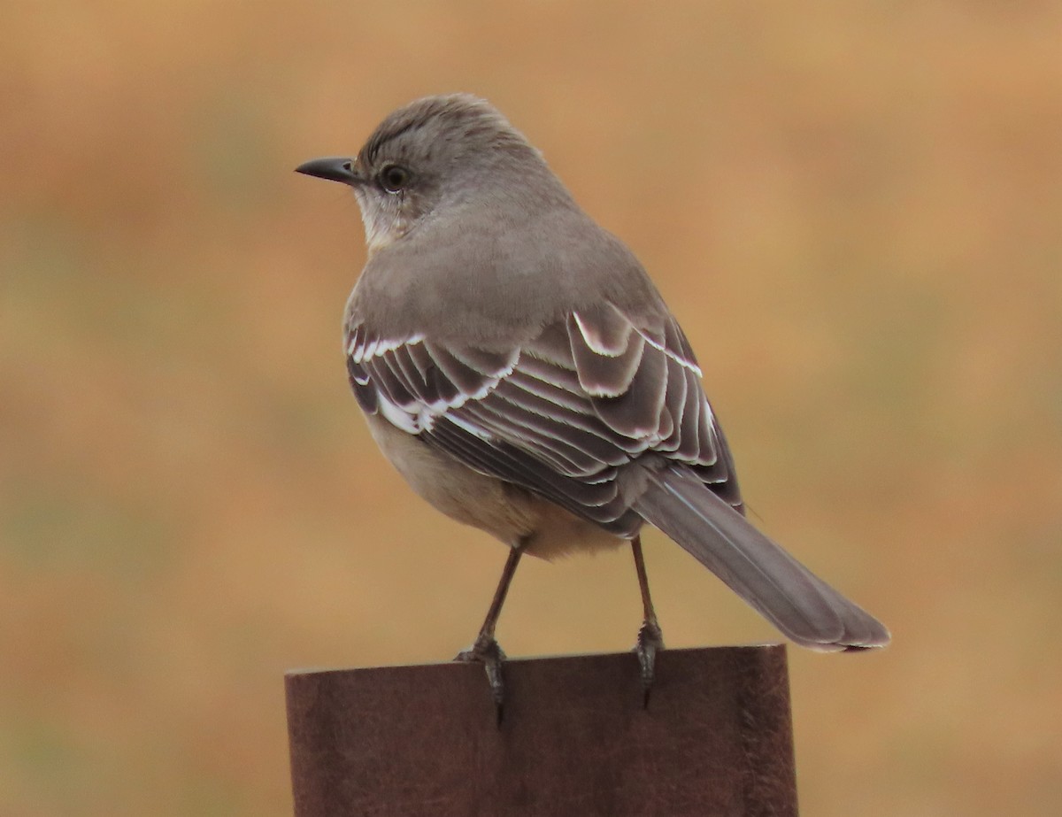 Northern Mockingbird - ML304577341