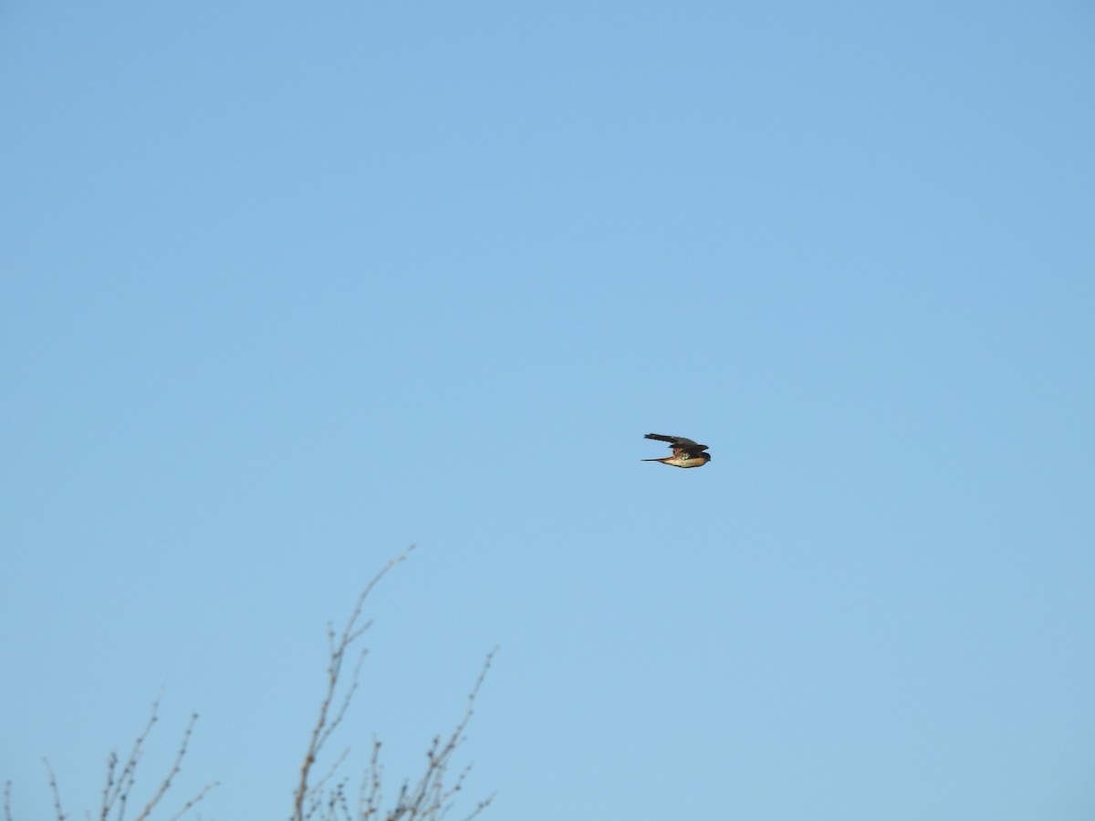 American Kestrel - ML304577431