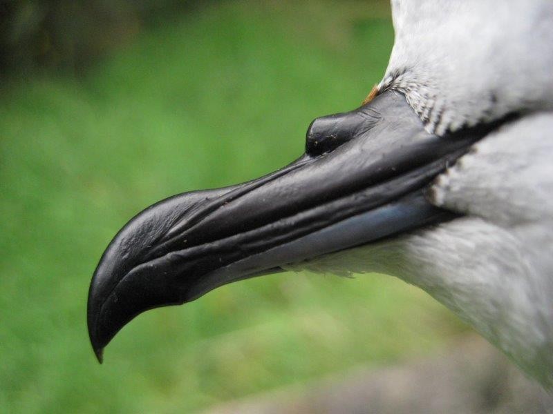 Petrel Azulado - ML30457991