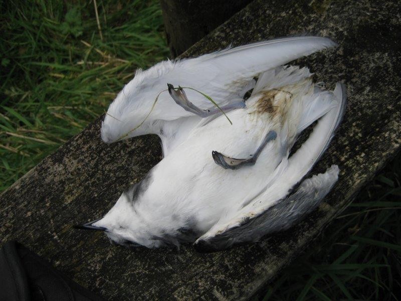 Blue Petrel - Birds NZ Wellington Region Data