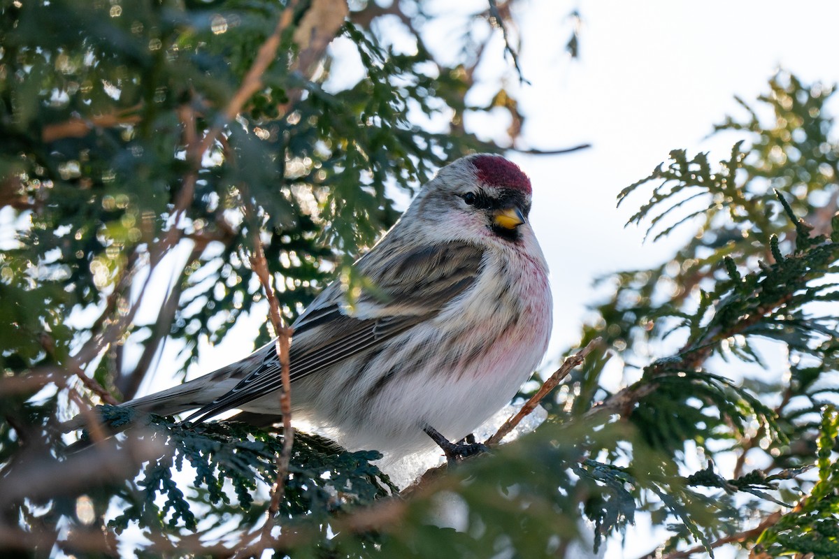 普通朱頂雀 - ML304580101