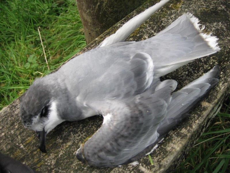 Blue Petrel - Birds NZ Wellington Region Data