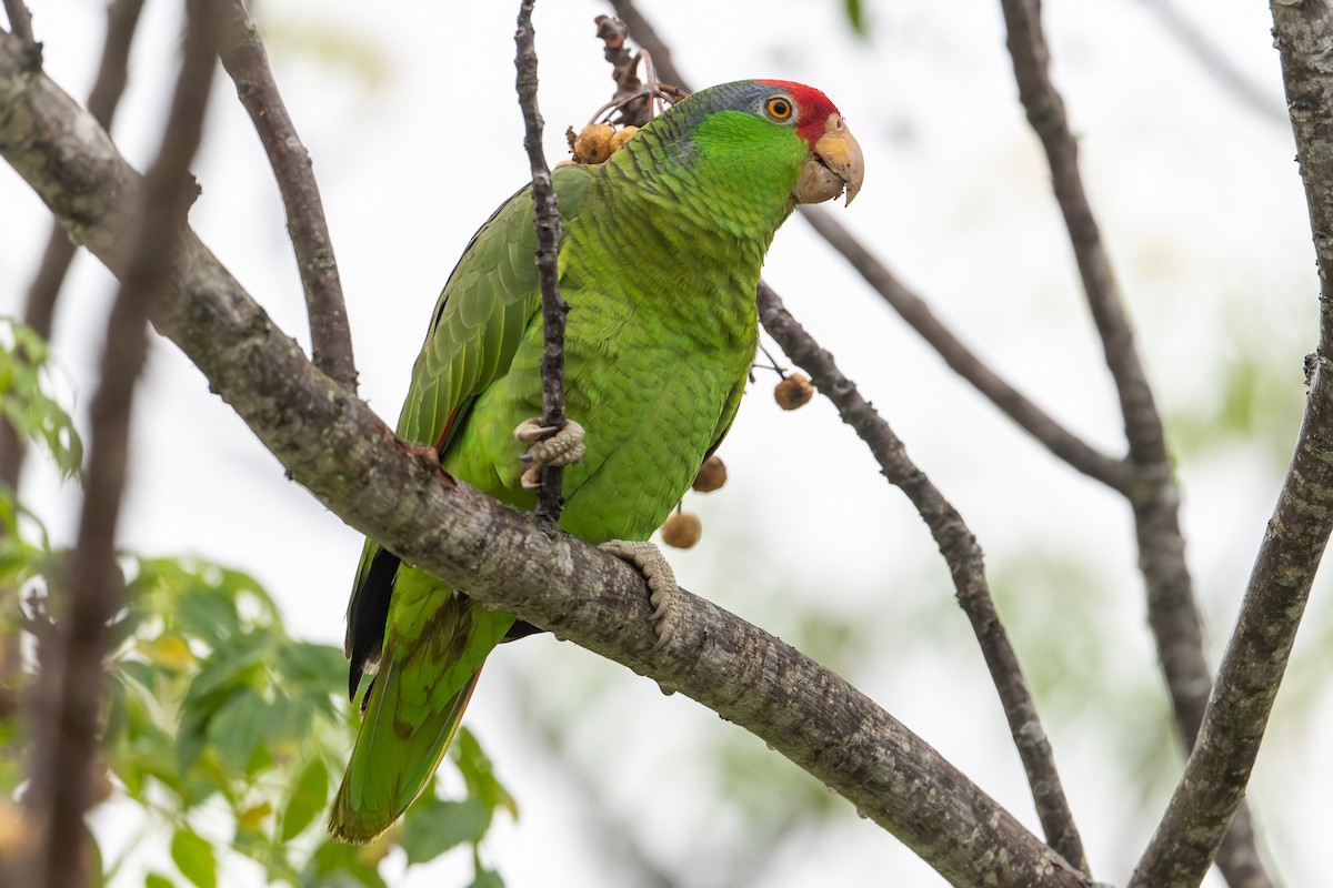 Red-crowned Parrot - ML304580191